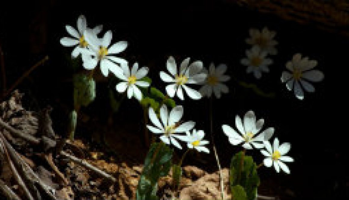 Blood Root in bloom in Missouri featured