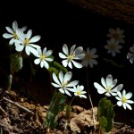 Blood Root in bloom in Missouri