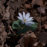 Blood Root in bloom in Missouri