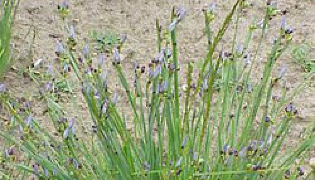 Blue Eyed Grass in ROLF spring trail featur