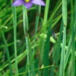 Blue Eyed Grass in ROLF spring trail