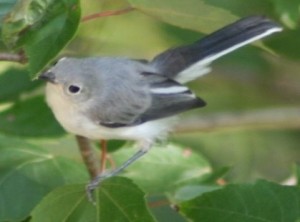 Blue Gray Gnatcatcher