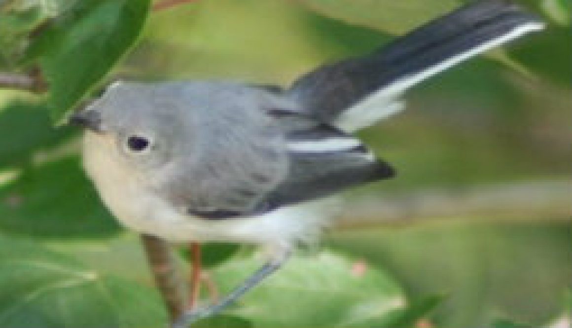 Blue Gray Gnatcatcher featured