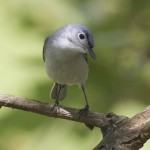 Blue Gray Gnatcatcher