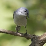 Blue Gray Gnatcatcher