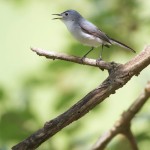 Blue Gray Gnatcatcher