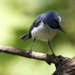 Blue Gray Gnatcatcher