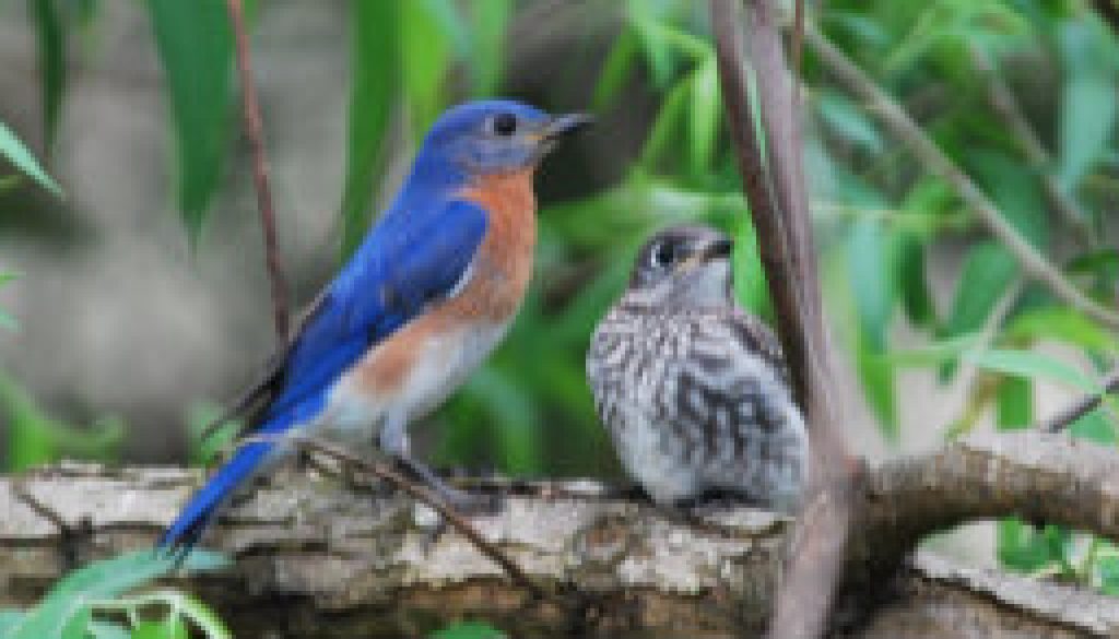 Bluebird fledglings featured