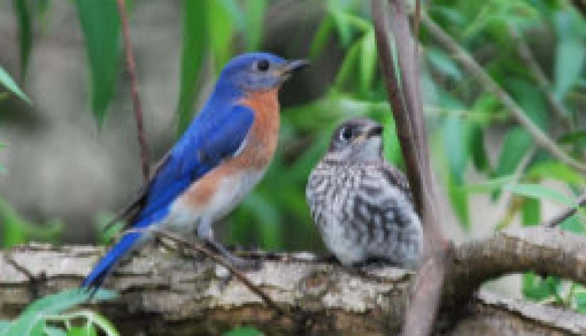 Bluebird fledglings featured Bluebird fledglings featured