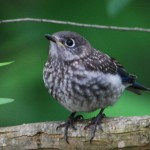 Bluebird fledglings