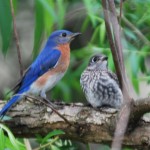 Bluebird fledglings