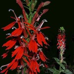 Cardinal Flower (Lobelia Cardinalis)