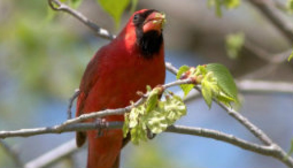 Cardinals are eating Elm bud seeds featured