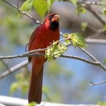 Cardinals are eating Elm bud seeds