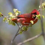 Cardinals are eating Elm bud seeds