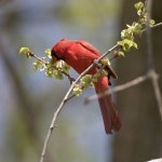 Cardinals are eating Elm bud seeds