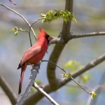 Cardinals are eating Elm bud seeds