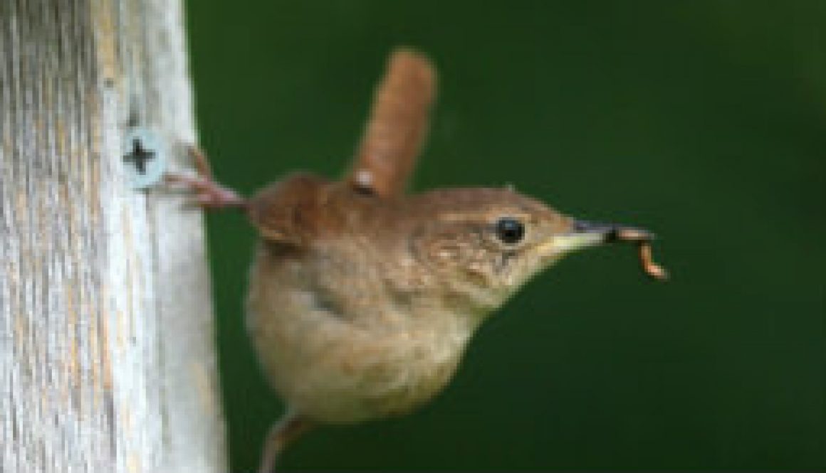 Carolina Wren April 17th nesting featured Carolina Wren April 17th nesting featured