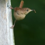 Carolina Wren April 17th nesting