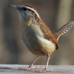 Carolina Wren April 17th nesting