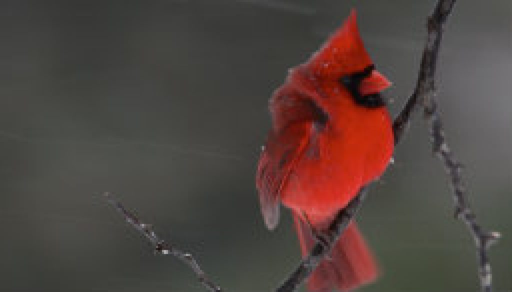 Cold Northern Cardinals feauterd