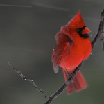 Cold Northern Cardinals