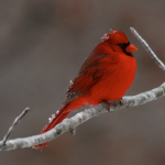 Cold Northern Cardinals