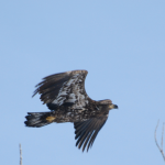 Couple of Bald Eagle pictures from ROLF