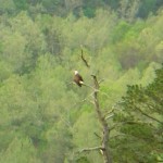 Couple of Bald Eagle pictures from ROLF