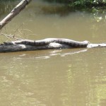 Diamond Back Water Snake