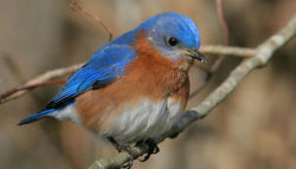 Eastern Bluebird featured