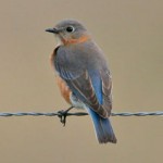 Eastern Bluebird