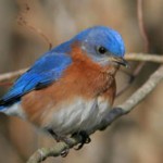 Eastern Bluebird