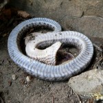 Eastern Hognose Snake1