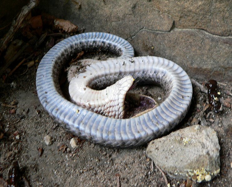 Hognose Snakes Play Dead Like Opossums