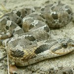 Eastern Hognose Snake1