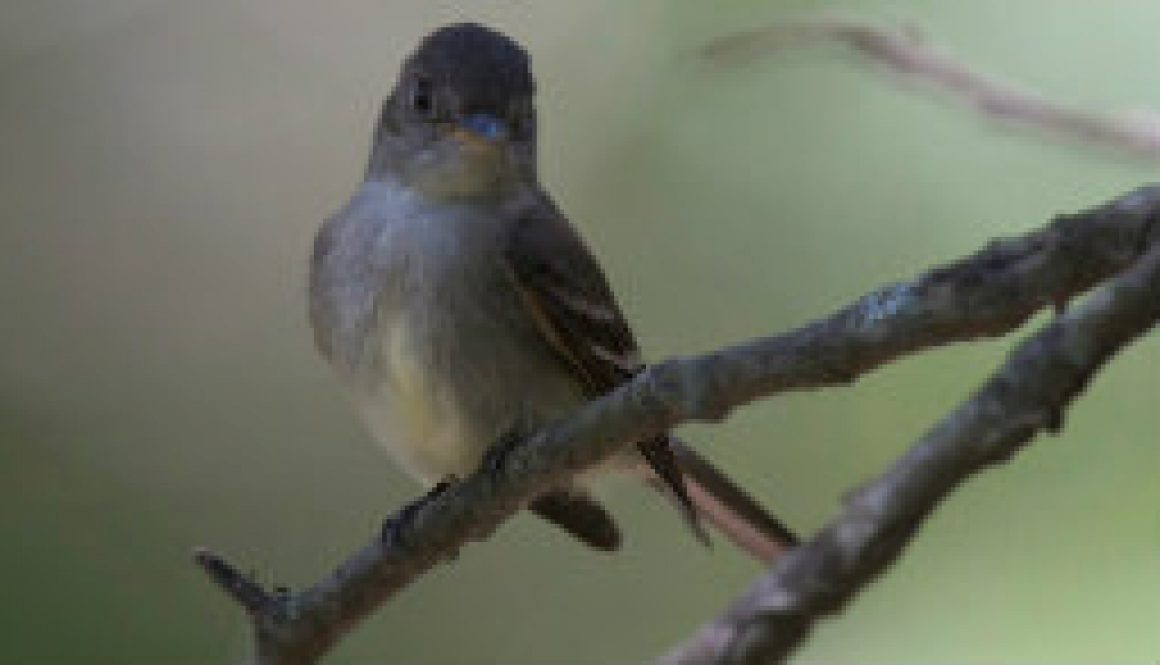 Eastern Wood Peewee in the summer shade featured
