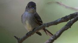 Eastern Wood Peewee in the summer shade featured