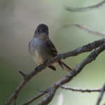 Eastern Wood Peewee in the summer shade