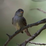 Eastern Wood Peewee in the summer shade