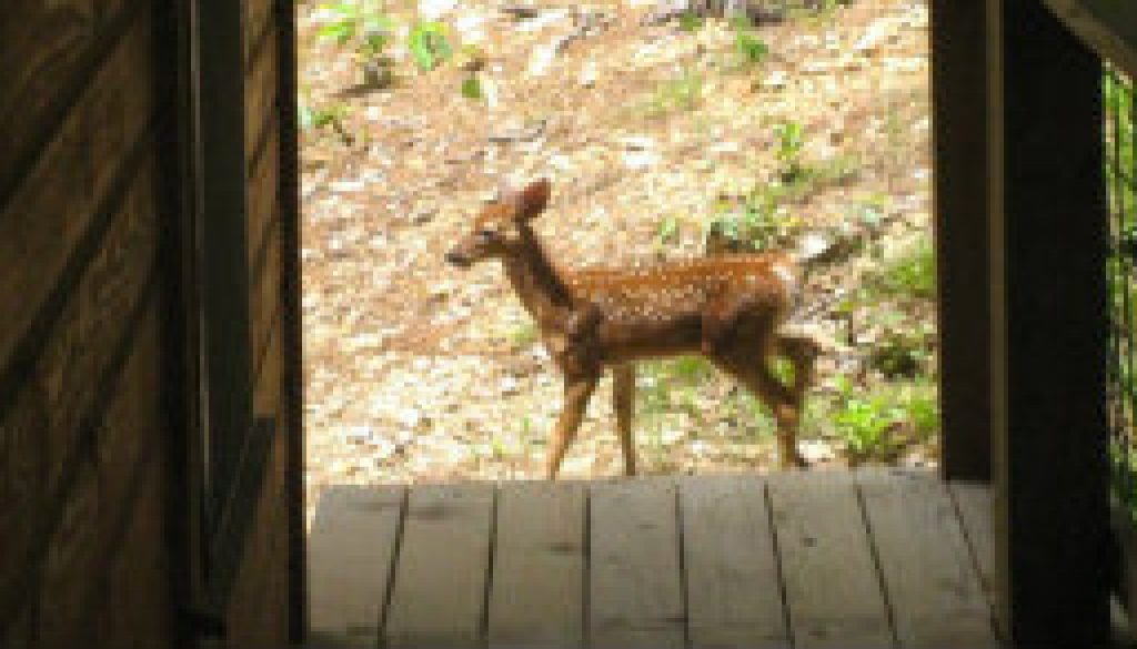 Fawn at Whispering Pines featured