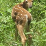Fawn at Whispering Pines1