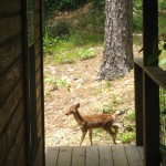 Fawn at Whispering Pines1