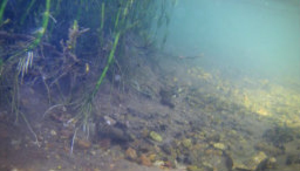 Few more underwater pictures - North Fork featured