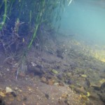 Few more underwater pictures - North Fork