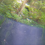 Few more underwater pictures - North Fork
