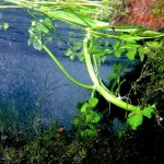 Few more underwater pictures - North Fork