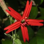 Fire Pinks on roadsides and rocky areas