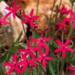 Fire Pinks on roadsides and rocky areas