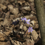 First two wildflowers of this Spring 2009